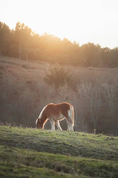 Caballo Marrón Pastando Prado Con Luz Del Atardecer — Foto de Stock