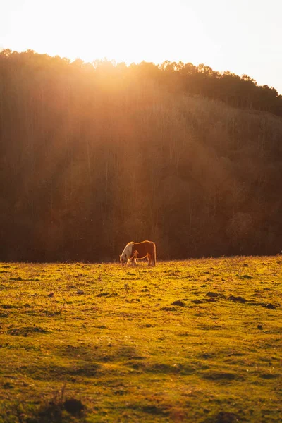 緑の牧草地で太陽の下で孤独な茶色の馬の放牧 — ストック写真