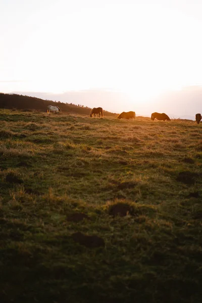 日落时分一群马在草地上吃草 — 图库照片