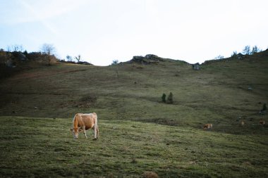Büyük bir çayırda otlayan yalnız kahverengi inek.