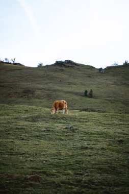 Büyük bir çayırda otlayan yalnız kahverengi inek.