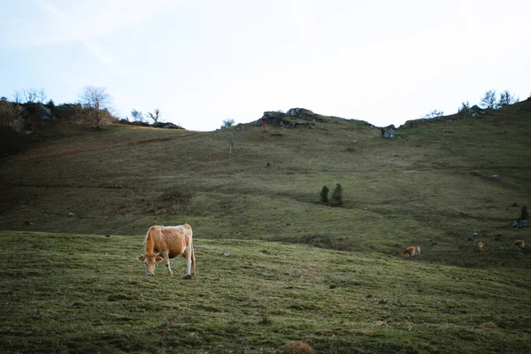 Vache Brune Solitaire Pâturant Sur Grand Pâturage — Photo