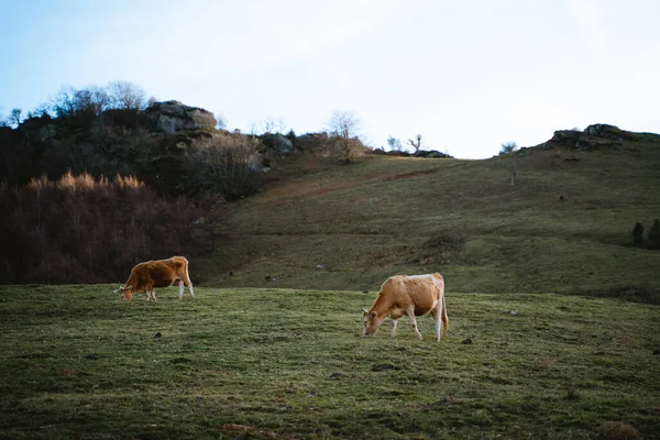 在巴斯克乡村的一块开阔的大地上吃草的棕色奶牛 — 图库照片