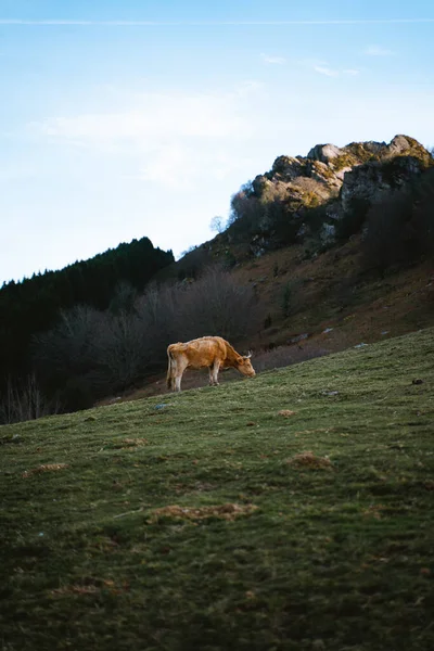 Vista Perfil Una Vaca Marrón Pastando Una Colina País Vasco —  Fotos de Stock