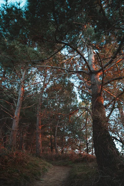 Gün batımında Jaizkibel 'in ağaçlarında tek bir yol