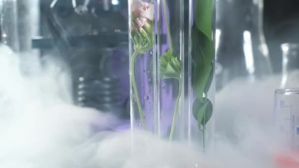 laboratoire scientifique ou médical moderne. L'azote s'évapore dans des éprouvettes contenant des plantes. Froid cryogénique. concept de recherche et développement pharmaceutique. virus et vaccin. Expérience 