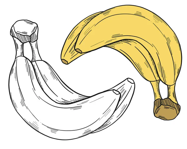 Ramo Plátano Estilo Clip Art Aislado Sobre Fondo Blanco Ilustración — Vector de stock