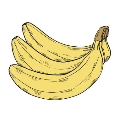 Beyaz bir arka planda izole edilmiş klipsli sanat tarzında bir grup muz. Vektör illüstrasyonu.