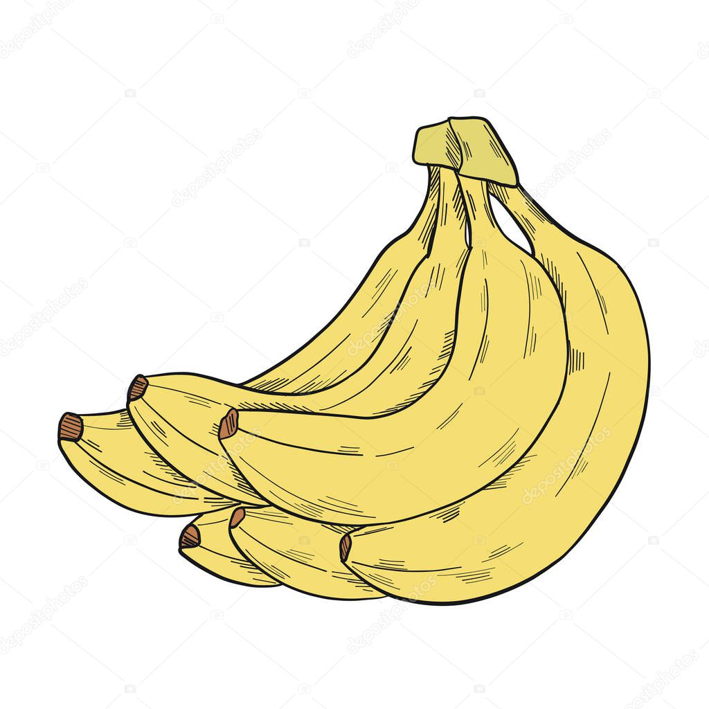 A bunch of banana in clip art style in isolate on a white background. Vector illustration.