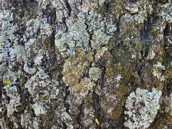 Wild aged Oak tree bark texture, wood natural wallpaper pattern — Stock Photo, Image