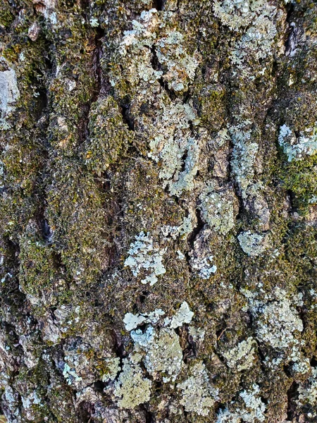 Carvalho envelhecido selvagem casca textura, papel de parede natural de madeira — Fotografia de Stock
