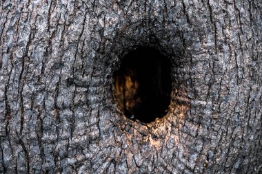 Zeytin bitkisi gövdesinde doğal delik, ahşap kabuk deseni arka plan 