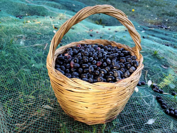 Schwarze italienische Oliven im Korb, auf wilder landwirtschaftlicher Landschaft, saisonales Produkt — Stockfoto