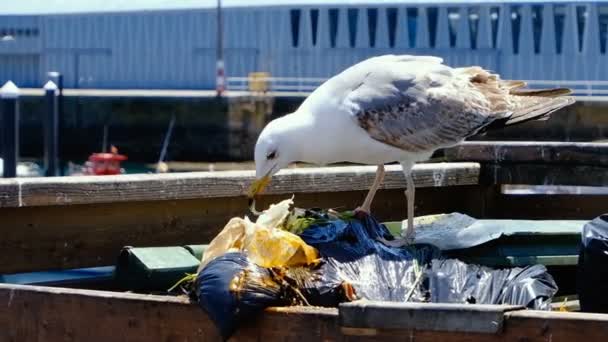 汚染された海洋都市、 4kで自分自身を養うためにゴミバケツでSeagull食べるプラスチック — ストック動画