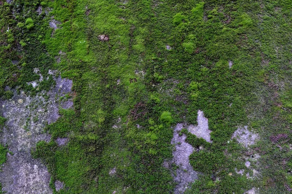 Selvagem verde almíscar parede superfície textura padrão papel de parede fundo — Fotografia de Stock