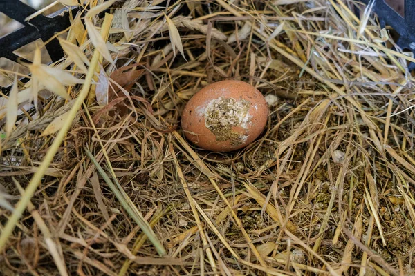 Сырая грязная куриная ферма настоящее яйцо, домашнее хозяйство здорового пищевого ингредиента — стоковое фото