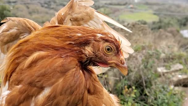 Wild boerderij hen knipperen oog slow motion, nietszeggende membraan details, kip vogel — Stockvideo