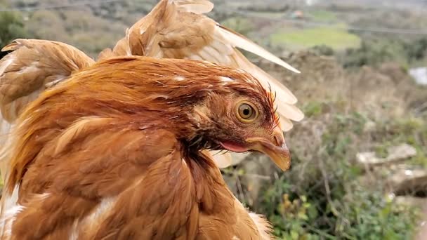 Divoká farma slepice blikající oko zpomalený pohyb, nictitating membrána detaily, kuřecí pták — Stock video