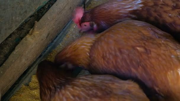 Ακατέργαστες όρνιθες που τρώνε από ταΐστρα κοτόπουλου σε σπιτικό κοτέτσι, ζωοτροφές 4k — Αρχείο Βίντεο