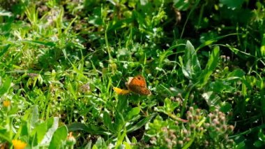 Bahar kelebeği speyeria aglaja çiçek tarlasında uçuyor, nemfaliidae böceği 