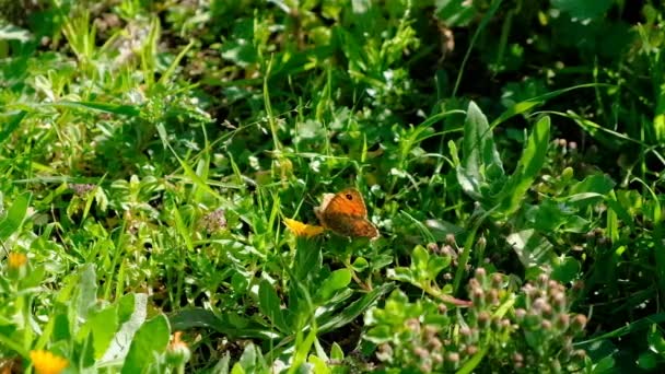 Mariposa primaveral speyeria aglaja volando sobre campo de flores, insecto ninfálido — Vídeos de Stock