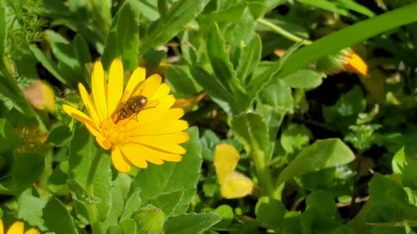 Tavaszi légy rovar repül át pollen virágok mező, állati takarmány ösztönös mozgás — Stock videók