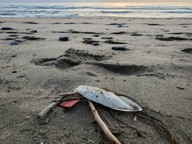 Mürekkep balığı kemiği ve Kumlu deniz kıyısında mikro plastik çöp, cilento İtalya 