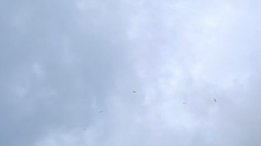 Bulutların üzerinde uçan kuş. Kış gökyüzü. 4k. 