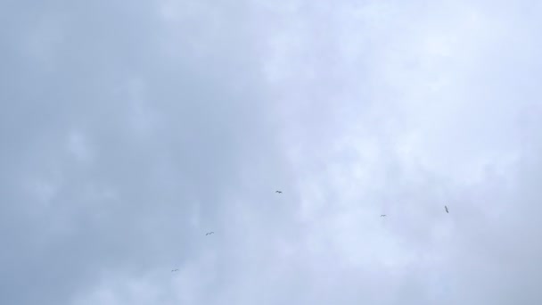 Vliegende vogel boven bewolkte winterhemel 4k uhd, vliegende zeevogel beweging — Stockvideo