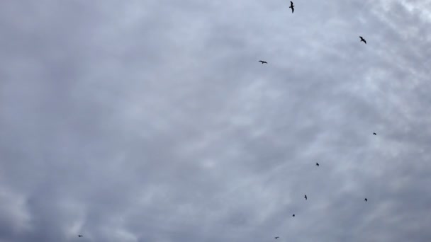 Marine Seagull birds flying motion in flock over cloudy grey sky, 4k background — Αρχείο Βίντεο