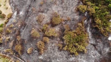 Aerial flying over fire burn forest aerea,deforestation trees issue, cilento 4k