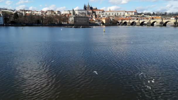 プラハのカレル橋と城の広い景色、カモメのバードフライ、チェコのシンボル — ストック動画