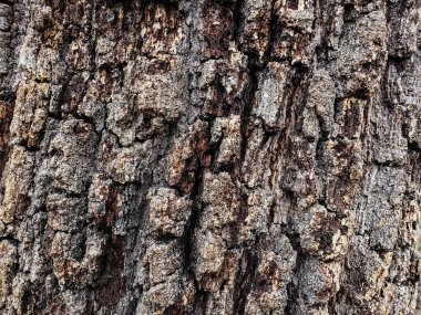 Vahşi meşe ağacı kabuğu dokusu, ahşap doğal duvar kağıdı desenli arka plan