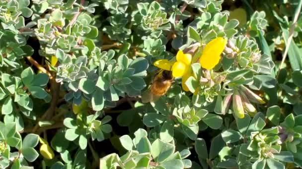 Miele di api raccogliere polline che volano sulla vegetazione di fiori in fiore marino, impollinazione — Video Stock