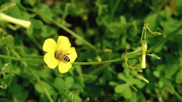 Медова бджола збирає пилок, що літає на весняній квітковій рослинності, запилення — стокове відео