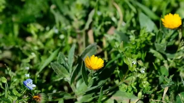 Orange spring Wildflowers calendula arvensis Closeup Zoom On green grass field — Stock Video