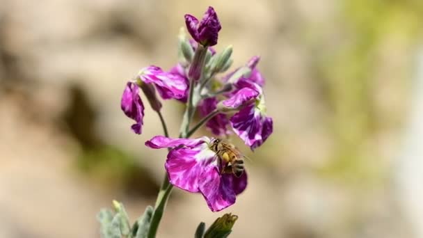 Ape miele raccogliere polline volare sopra fiore viola primavera, impollinazione natura — Video Stock