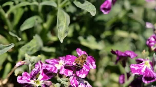 Abelha mel coletar pólen voando sobre flor violeta primavera, ecossistema de polinização — Vídeo de Stock