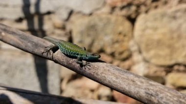 İtalyan kertenkele nefes hareketi portresi vore kaya duvar arkaplan, Podarcis siculus