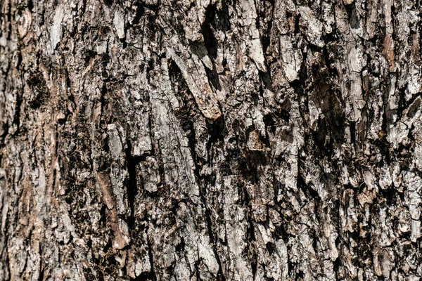 Wild im Alter von Olivenbaumrinde Textur, Holz natürliche Tapete Muster Hintergrund, Cilento Italien — Stockfoto