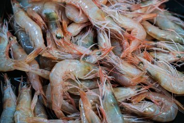 Taze kırmızı Akdeniz İtalyan şampanyası. Mutfak besin konsepti geçmişi.