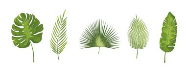 Gerçekçi tropikal yapraklar 