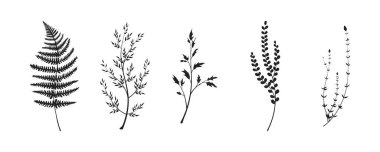 Siyah yaprak koleksiyonu.