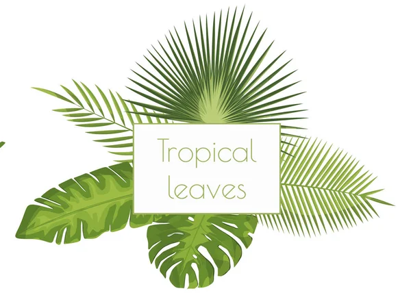 Conjunto de ilustración vectorial realista de hojas tropicales — Archivo Imágenes Vectoriales