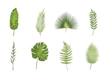 Egzotik tropik yapraklar. Canavar bitkisi yaprağı