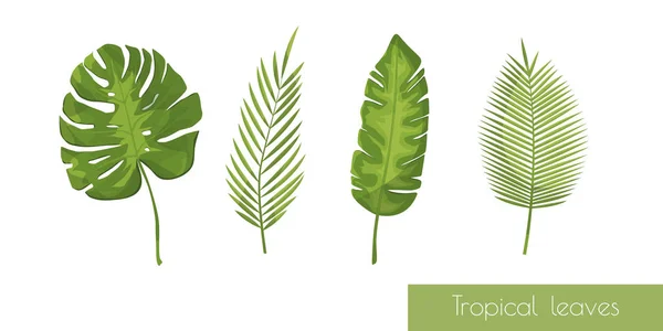 Vector realistic illustration set of tropical leaves — ストックベクタ