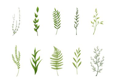 Yeşil yaprak koleksiyonu.