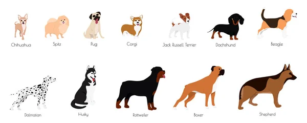 Different type of vector cartoon dogs. — Stock vektor
