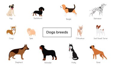 Different type of vector cartoon dogs.  clipart
