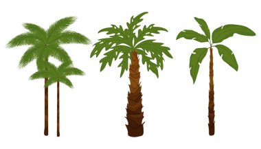 Palmiye ağaçları düz